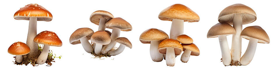 Mushroom isolated on transparent background, Set of