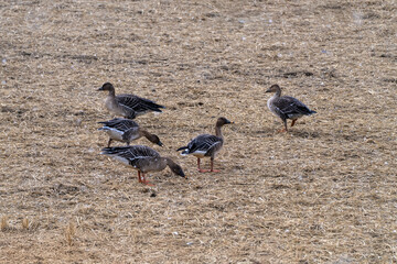 wild geese on the ground in winter