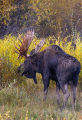 Bull Moose During the Rut in Autumn in Grand Teton National Park Wyoming