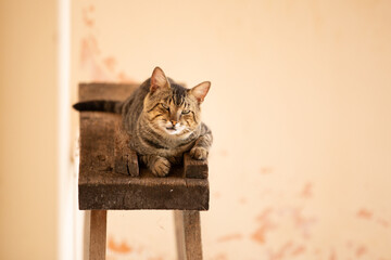 Um gato tigrado, descansando, deitado em um cavalete de pedreiro, de madeira r&uacute;stica.