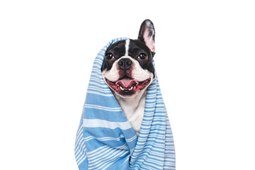 Cute puppy and blue towel. Grooming dog. Close-up, indoors. Studio shot. Concept of care,...