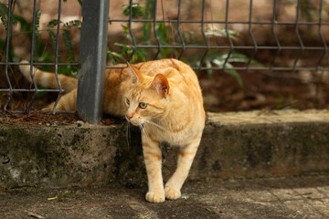 Um gato ruivo atravessando por baixo de um portão.