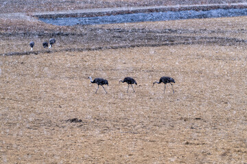 black cranes feeding on the snowing ground