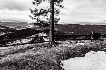 Landscapes - Forest - Europe, Romania, Suceava region 