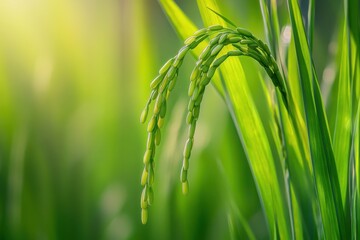 Close-up of rice plant. Featuring green rice stalks and grains. Highlighting the growth and development of rice. Ideal for agricultural and botanical visuals.