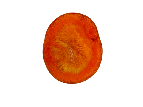 A vibrant close-up showcasing the intricate detail of a single carrot slice, revealing its concentric rings and rich orange hue.  