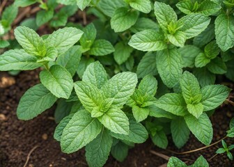 Fresh Mint Leaves in the Garden, Top View, Natural Background