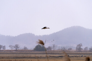 wild ducks and geese flying in the snowy sky