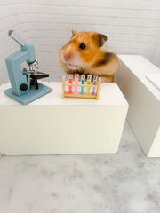 Cute Syrian hamster working in a miniature science laboratory with test tubes and a microscope 