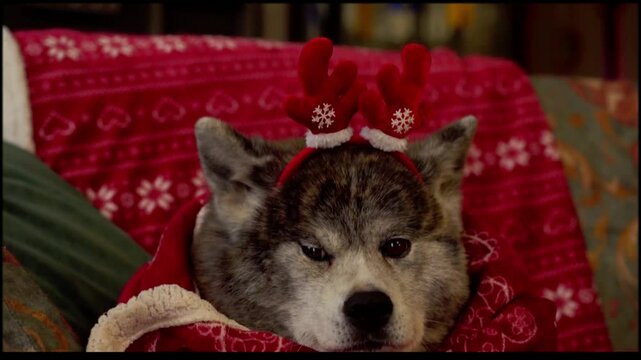 chien akita inu dans une couvertures aux couleurs de f&ecirc;tes de no&euml;l, avec un d&eacute;guisement comique, oreilles et yeux en action chez ce chien primitif