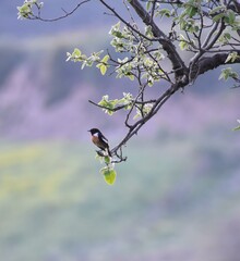 Taş kuşu, saxicola torquatus, bird 