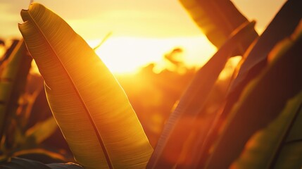 Golden Sunset Over Lush Green Leaves in a Tropical Landscape with Warm Sunlight and Soft Focus Effect