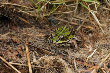 Closeup on the Eurasian marsh frog, Pelophylax ridibundus sitting in dried grass