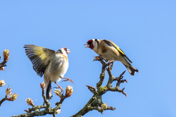 A fight between two goldfinches (lat. Carduelis carduelis)