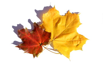A dry maple leaf lies on a white background
