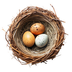 Obraz premium nest with eggs