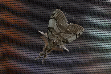 Obraz premium A white-marked tussock moth perched on a screen in Ontario.