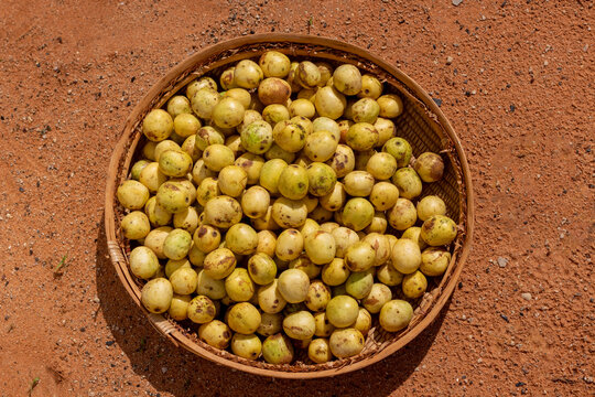 Ripe Sclerocarya birrea (Marula, Maroela, Mufula, Ukanyi) fruits with exposed ivory-white flesh