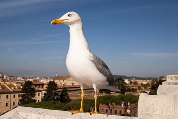 Gulls, or colloquially seagulls, are seabirds of the subfamily Larinae. They are most closely...