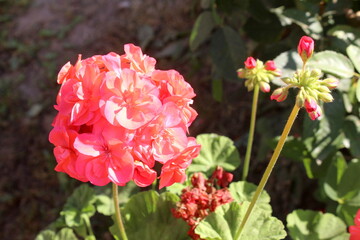 Geranium flowers grow in an open-air flowerbed.