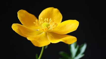 Obraz premium A vibrant yellow flower standing out against a black background