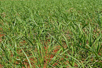Plantação de cana de açúcar 