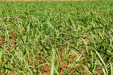 Canavial recém plantado