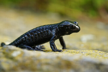 Closeup on the charcoal black Alpine salamander, Salamandra atra in the Austrian Carinthian Alps