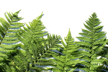 Green leaves of fresh fern lie on a white background.