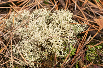 closeup of reindeer lichen in the forest