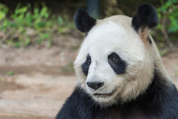 Portrait of panda bear close up. Cute China animals. Close up view of the panda's head.