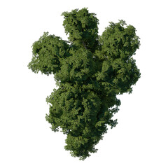 Obraz premium tree top view plant landscape architecture nature garden aerial render. trees branch isolate collection illustration environment green botany urban bush park. tree architecture conifer decorative.