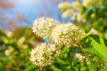 Spring flowers. White flowers of blooming bird cherry tree - in Latin Prunus maackii