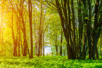 Spring forest landscape in sunny weather - forest trees lit by soft sunlight. Forest nature in sunny spring day