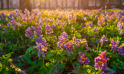 Fototapeta premium Spring landscape - blooming mauve little flowers of Corydalis halleri under the tree in the spring forest