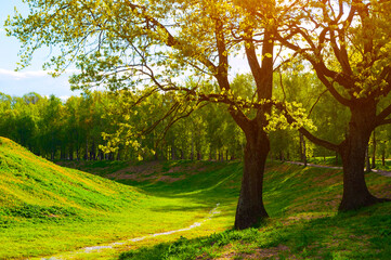 Spring landscape, sunrise in the spring city park, green spring trees