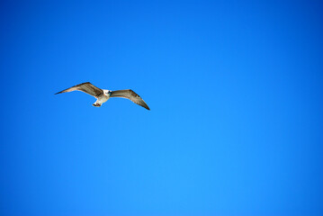 Eine Möwe fliegt vor strahlend blauem Himmel