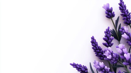 Fototapeta premium Lavender Blooms Isolated on White - Serene lavender flowers, symbolizing tranquility, purity, grace, healing, and remembrance, beautifully isolated on a white background.