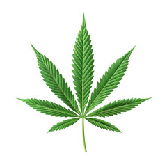 Cannabis leaf, Isolated on Transparent Background