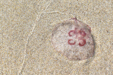Inverted jellyfish in the sand on the beach, Baltic coast