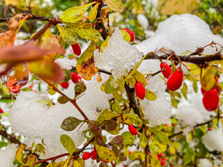 A winter scene with a vibrant red berry-laden branch standing out against white snow The image...