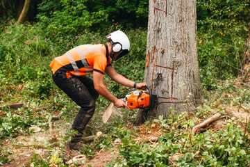 Tree cutting activity in a forest with a worker using a chainsaw during daylight hours