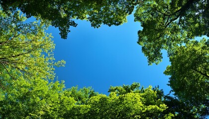 Fototapeta premium lush green trees framing a clear blue sky