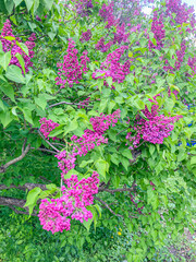 A close-up shot of a purple flower-laden branch, contrasting purple petals and green leaves under natural daylight