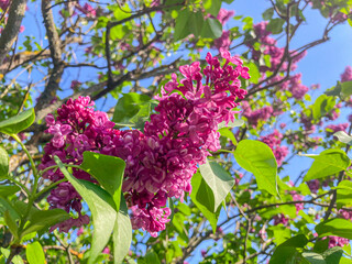 Close-up image of open lilac blossoms against a sky backdrop, filtered sunlight, green foliage,...