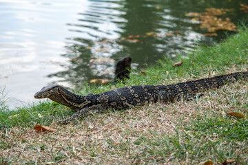 The varan crawls slowly through the vibrant grass, its scales glistening in the sunlight as it approaches the tranquil pond. Surrounding leaves gently rustle in the breeze.