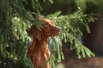 A Viszla dog resting under the shade of dense pine branches, its gaze focused on the surrounding...