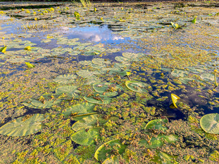 Close-up view of a lily pad plantation on water, varying sizes with holes, part of larger pond or lake ecosystem Naturalistic photography style capturing details and textures