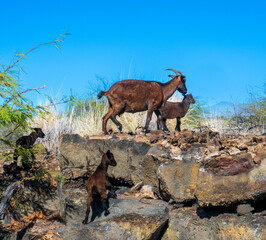 Goats climb rocks on the Hawaiian Beach