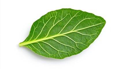 Obraz premium Single Green Leaf Isolated - A vibrant green leaf, isolated on a white background, showcasing its intricate vein structure. Perfect for health, nature, or botany related projects.